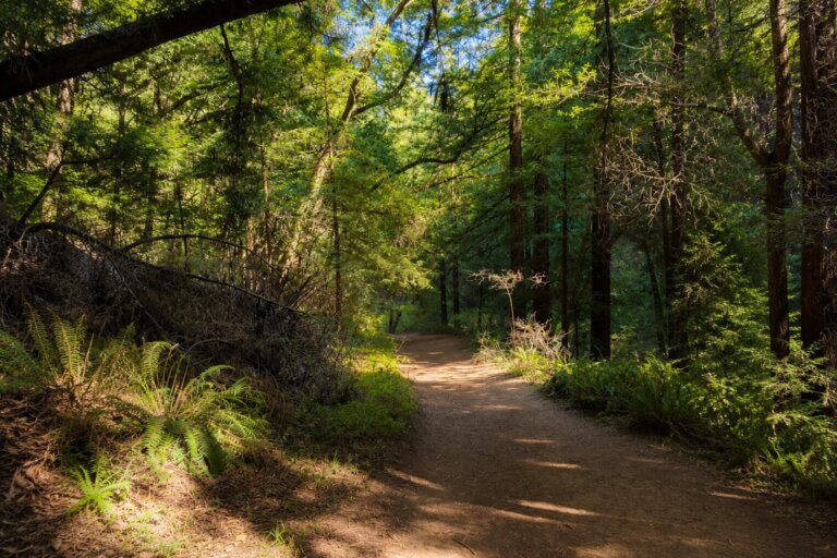 Redwood Regional Park Trails: A Local’s Guide
